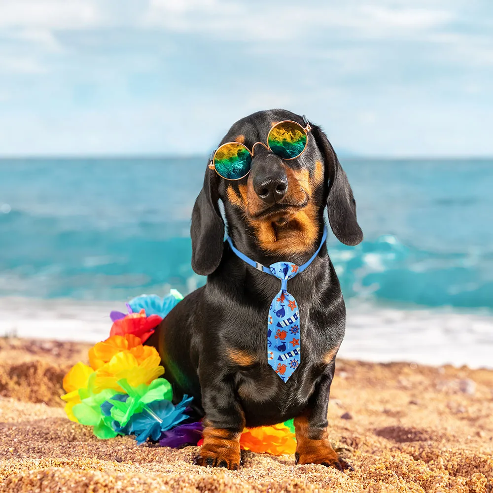 50 pçs cão aliciamento pequeno - Pet Supplies Hours avaliação e preço