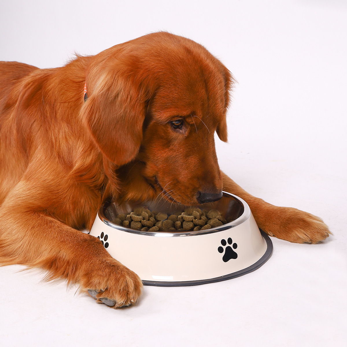 Tigela de Aço Inoxidável para  - Pet Supplies Hours avaliação e preço